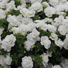Петуния Surfinia Double White