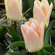 Тюльпан Little Girl