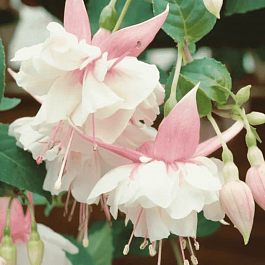 Фуксия ампельная Leonita Double Pink-White