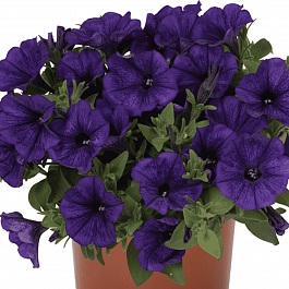 Петуния Potunia Piccola Cobalt Blue (Кашпо)