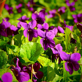 Фиалка (виола) сестринская Рубра