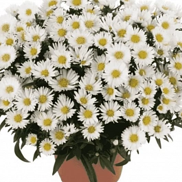 Астра Ново-бельгийская Magic White