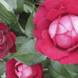 Роза грандифлора Мисхор