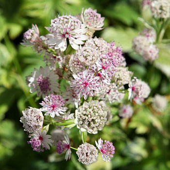Астранция крупная Саннингдейл Вариегата