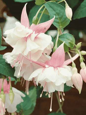 Фуксия ампельная Leonita Double Pink-White