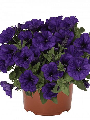 Петуния Potunia Piccola Cobalt Blue (Кашпо)