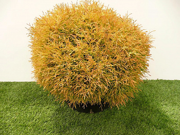 Туя западная Golden Tuffet