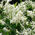 Сцилла сибирская Alba