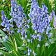 Гиацинтоидес Blue
