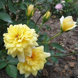 Роза миниатюрная Голден Мейландина