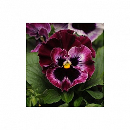 Виола ампельная Кул Вэйв Распберри