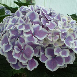 Гортензия крупнолистовая Марико