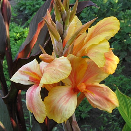 Канна коричневолистная Фиеста