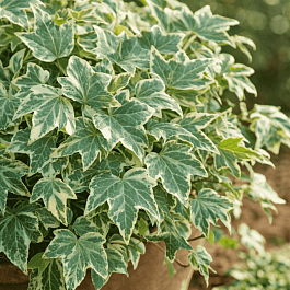 Плющ обыкновенный White Ripple