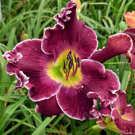 Лилейник гибридный Экселент