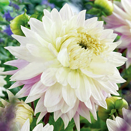 Георгина Декоративная Киев