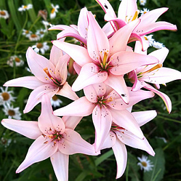 Лилия азиатская Изи Вальс