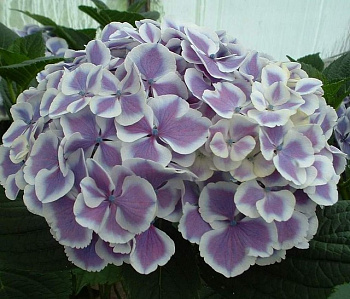 Гортензия крупнолистовая Марико