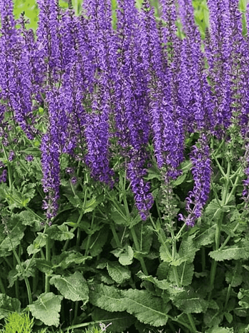 Шалфей дубравный Konigin Violet