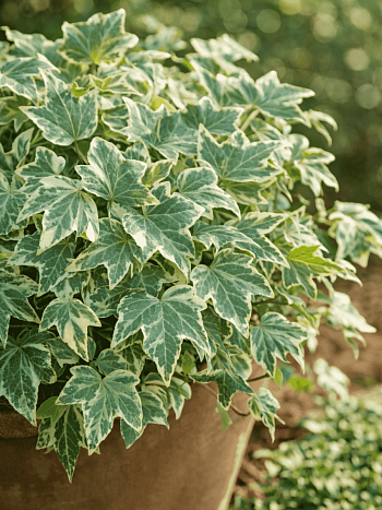 Плющ обыкновенный White Ripple