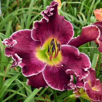 Лилейник гибридный Экселент