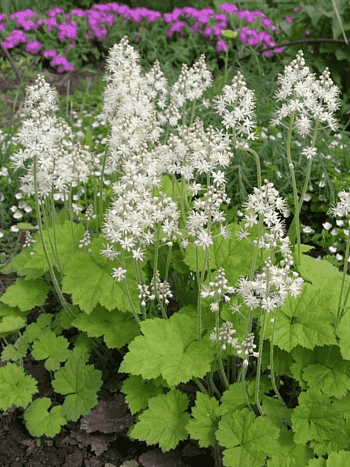 Тиарелла сердцелистная