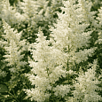 Астильба Арендса Astary White