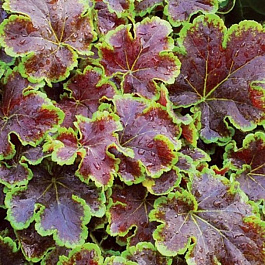 Гейхерелла Солар Эклипс