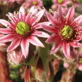 Молодило гибридное Funckii