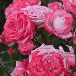 Роза спрей  Safina