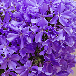 Флокс метельчатый Гордость России