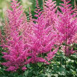 Астильба гибридная Mighty Phill