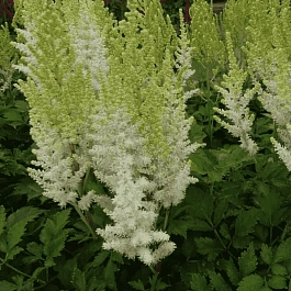 Астильба гибридная You and Me Together