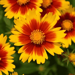 Кореопсис крупноцветковый UpTick Gold