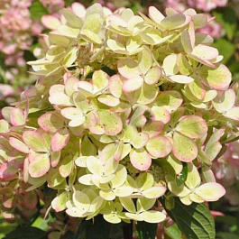 Гортензия метельчатая Пастель Грин Гортензия метельчатая Пастель Грин