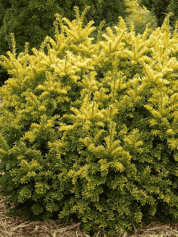 Тис ягодный Semperaurea