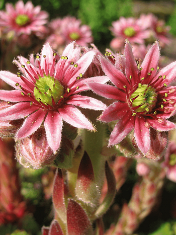 Молодило гибридное Funckii