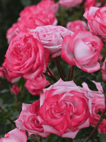 Роза спрей  Safina