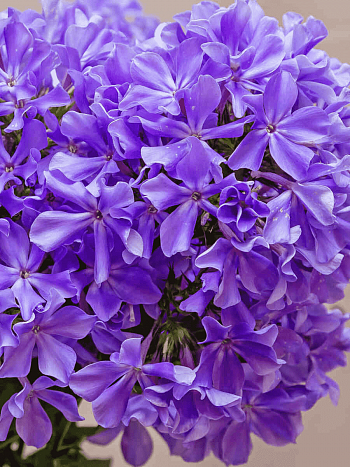 Флокс метельчатый Гордость России