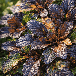 Живучка ползучая Multicolor