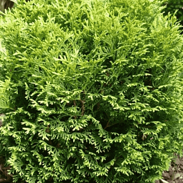 Туя западная Waterfield