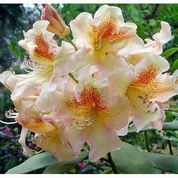 Рододендрон гибридный Бернштейн