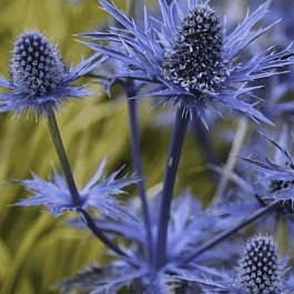 Синеголовник Альпийский