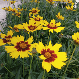 Кореопсис Sunkiss