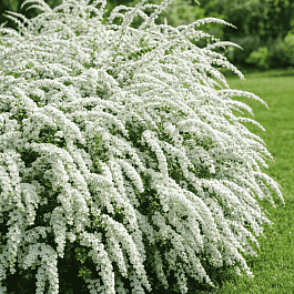 Спирея серая Grefsheim