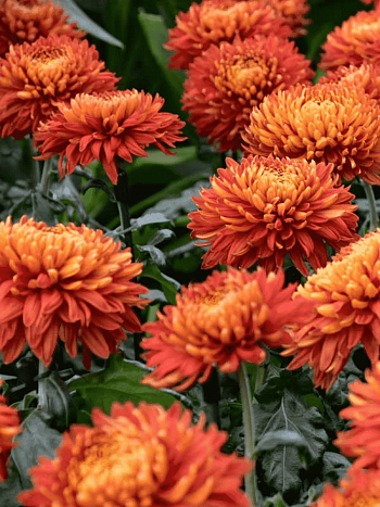 Хризантема  Pamela Bronze