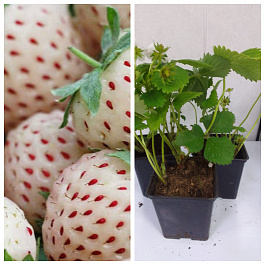 Земляника садовая Анабланка НАБОР 3ШТ