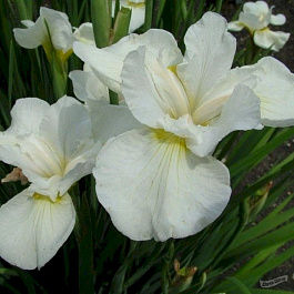 Ирис сибирский Суон ин Флайт НАБОР 2ШТ (1+1)