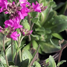 Арабис реснитчатый