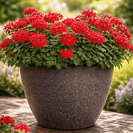 Вербена гибридная Compact Lava Red